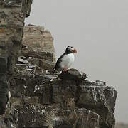 Atlantic Puffin