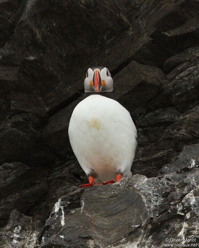 Atlantic Puffin