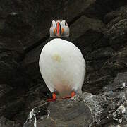 Atlantic Puffin