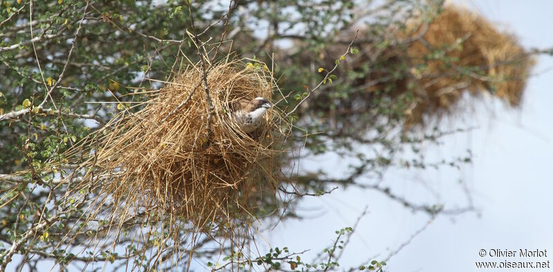 White-browed Sparrow-Weaver