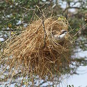 White-browed Sparrow-Weaver