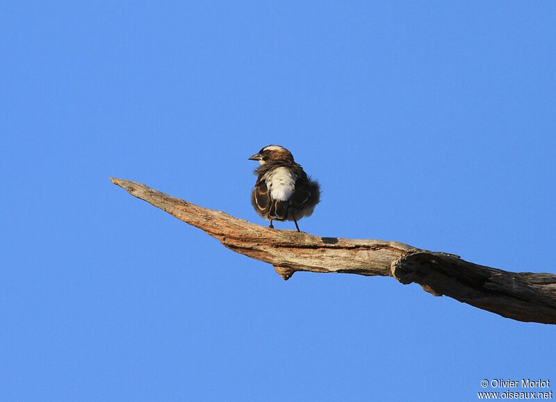 White-browed Sparrow-Weaver