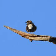 White-browed Sparrow-Weaver