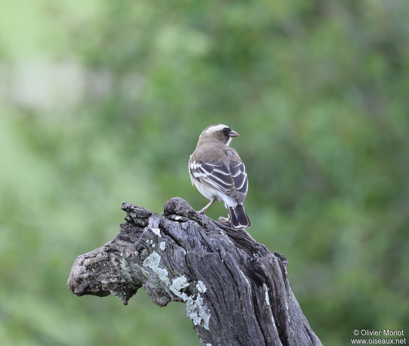 White-browed Sparrow-Weaver