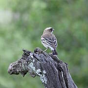 White-browed Sparrow-Weaver