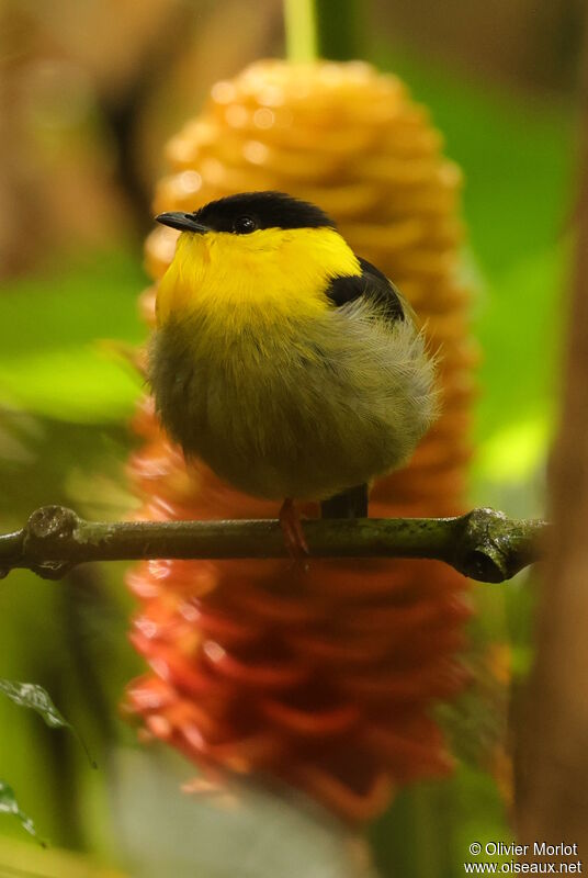 Golden-collared Manakin