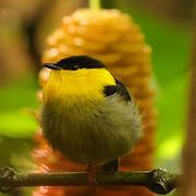 Golden-collared Manakin