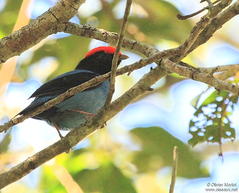 Manakin à longue queue mâle