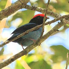 Manakin à longue queue