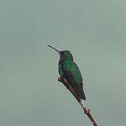 Black-throated Mango