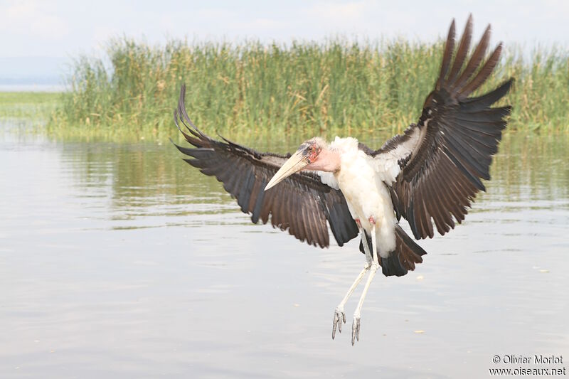 Marabou Stork