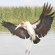 Marabou Stork