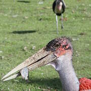 Marabou Stork