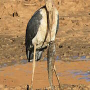 Marabou Stork