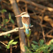 Brown-hooded Kingfisher