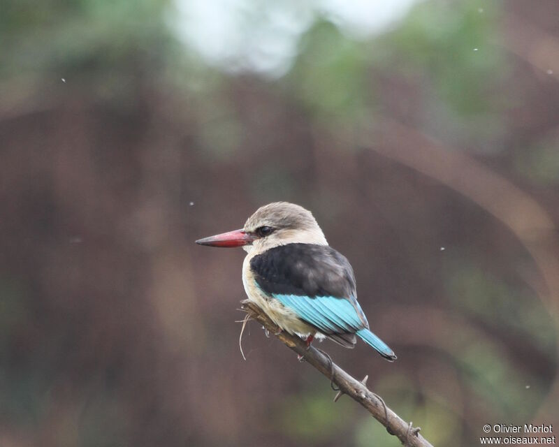 Brown-hooded Kingfisher