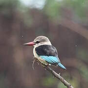 Brown-hooded Kingfisher