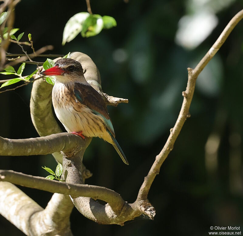 Brown-hooded Kingfisher