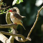 Brown-hooded Kingfisher