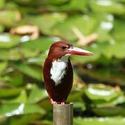 White-throated Kingfisher