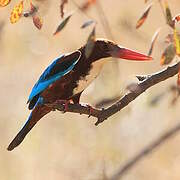 White-throated Kingfisher