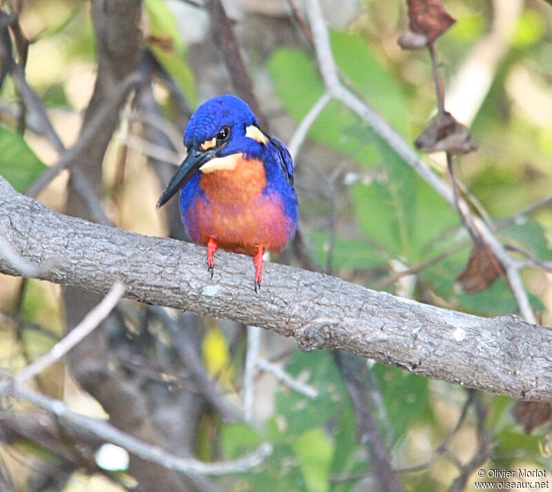 Azure Kingfisher