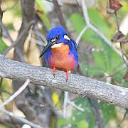 Azure Kingfisher