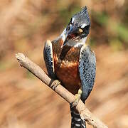 Ringed Kingfisher