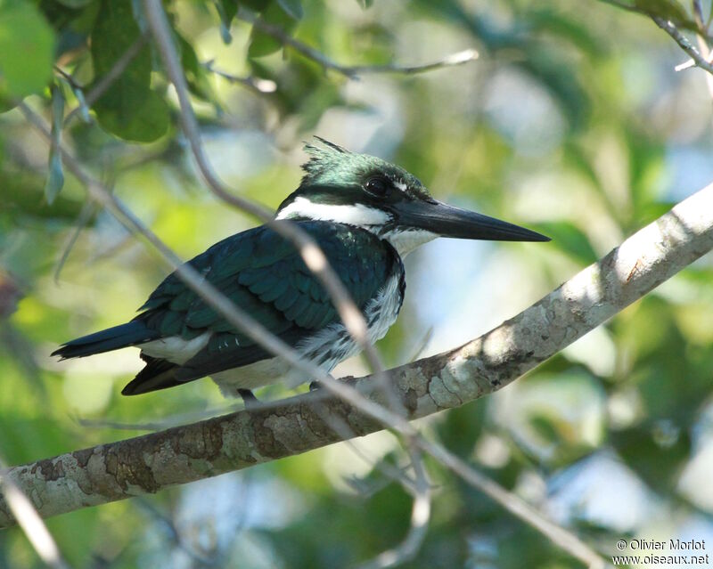 Martin-pêcheur d'Amazonie femelle