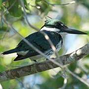 Amazon Kingfisher