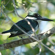 Martin-pêcheur d'Amazonie