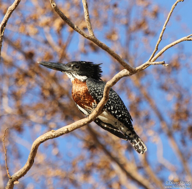 Giant Kingfisher