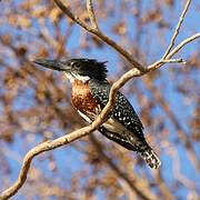 Giant Kingfisher