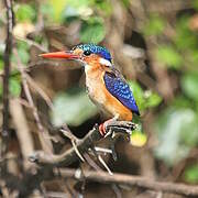 Malachite Kingfisher