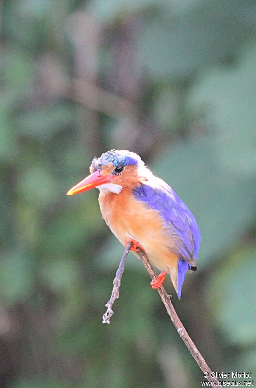 Malachite Kingfisher