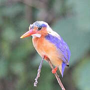 Malachite Kingfisher