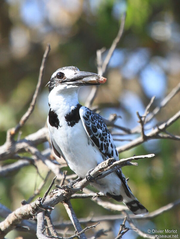 Pied Kingfisher