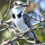 Pied Kingfisher