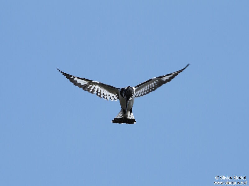 Pied Kingfisher