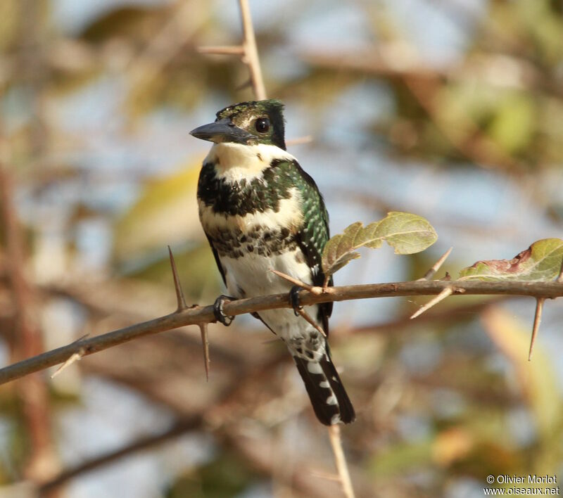 Green Kingfisher female