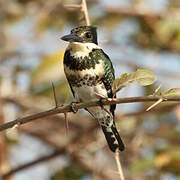 Green Kingfisher