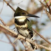 Green Kingfisher