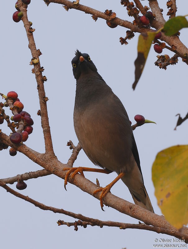 Jungle Myna