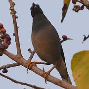 Jungle Myna