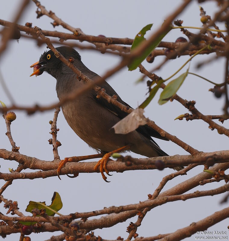 Jungle Myna