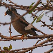 Jungle Myna