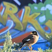 Common Myna