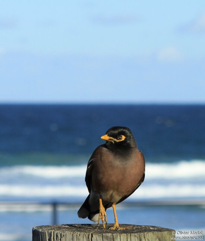 Common Myna