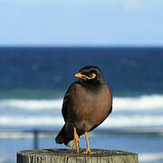 Common Myna