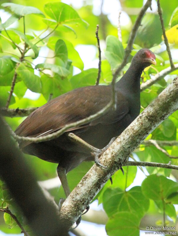 Melanesian Megapode